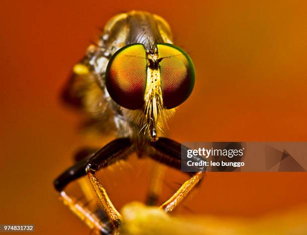 420 Bug Eye View Stock Photos, High-Res Pictures, and Images - Getty Images