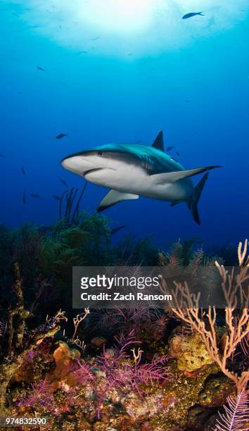 great white shark (carcharodon carcharias) underwater - coral cnidario fotografías e imágenes de stock
