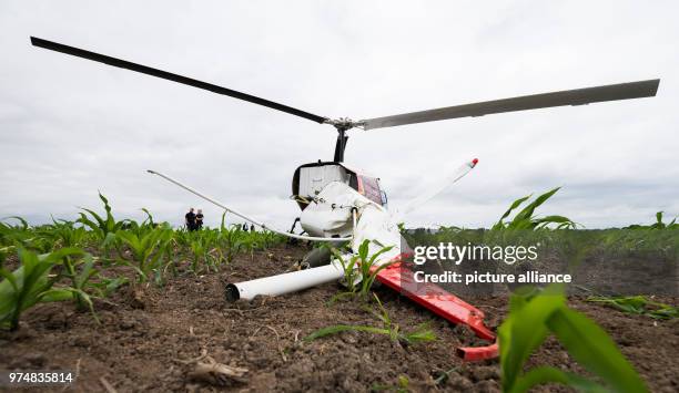 June 2018, Germany, Berne: An Enstrom F-28F helicopter after an emergency landing in a field of maize near Berne due to engine failure. Both people...