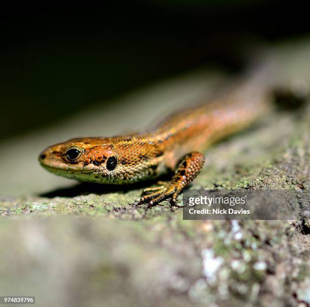 common or viviparous lizard - lacerta vivipara - lacerta vivipara stock pictures, royalty-free photos & images