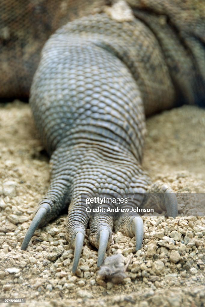 Dragon Claw