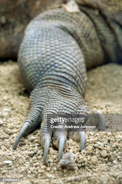 dragon claw - rinca island stock pictures, royalty-free photos & images