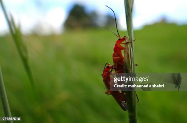 upper basildon, uk - basildon stock pictures, royalty-free photos & images