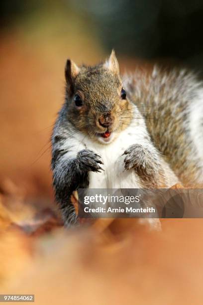 smiling squirrel - arnie 個照片及圖片檔