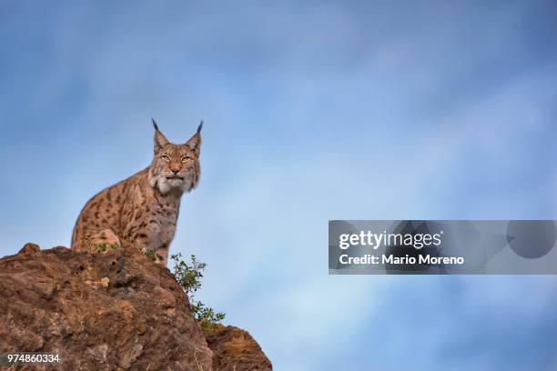 eurasian lynx (lynx lynx) on a cliff, cabarceno natural park, cabarceno, pisuena valley, cantabria, spain - lynx stock pictures, royalty-free photos & images