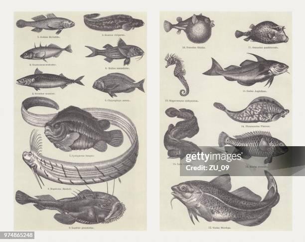 fisch, holzschnitte, veröffentlicht im jahre 1897 - goldbrasse stock-grafiken, -clipart, -cartoons und -symbole