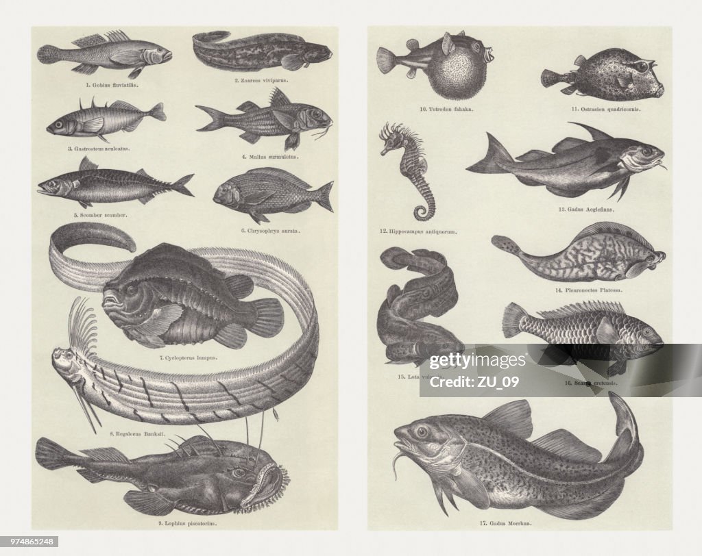 Fish, wood engravings, published in 1897