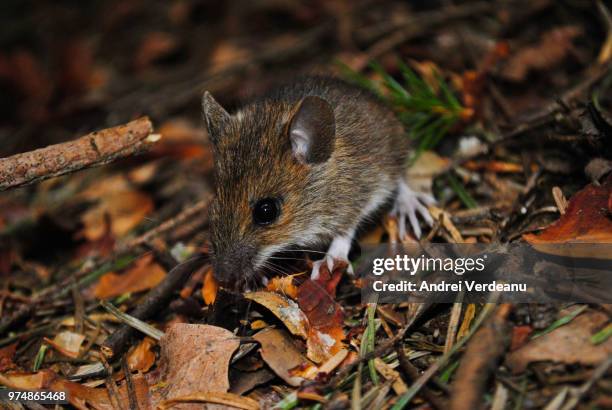 white-footed mouse - white footed mouse stock pictures, royalty-free photos & images