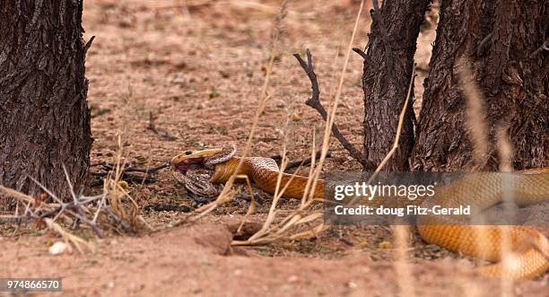149 Namibian Snakes Stock Photos, High-Res Pictures, and Images - Getty ...