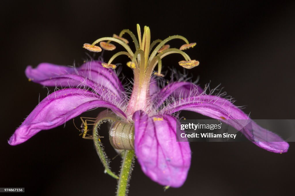 Pineywoods Geranium