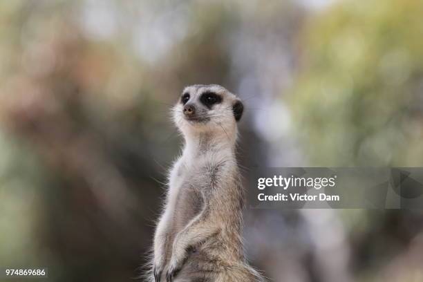 melbourne zoo... - melbourne zoo stock pictures, royalty-free photos & images