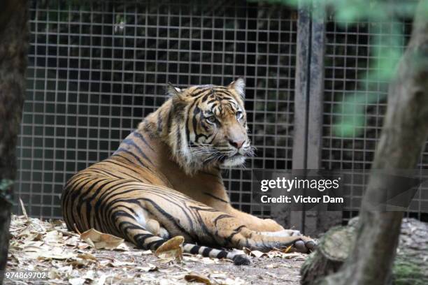 melbourne zoo... - melbourne zoo stock-fotos und bilder