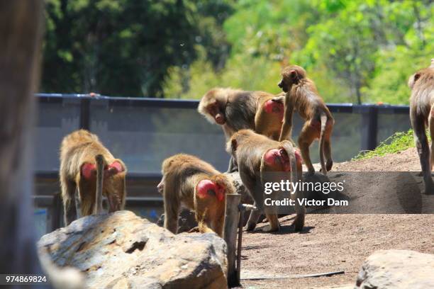 melbourne zoo... - melbourne zoo stock pictures, royalty-free photos & images