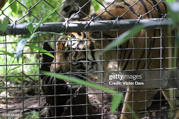 melbourne zoo... - melbourne zoo stock-fotos und bilder