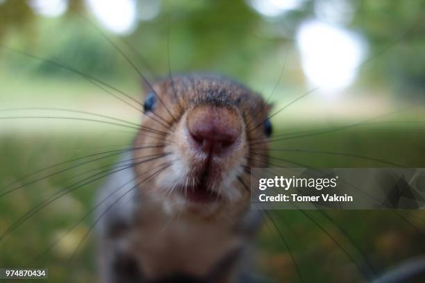 lookatme - wood mouse stock pictures, royalty-free photos & images