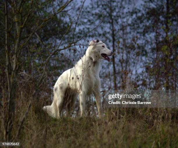 now, where's that rabbit gone? - lurcher stockfoto's en -beelden