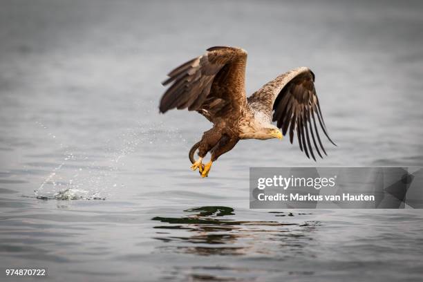 white-tailed eagle (haliaeetus albicilla) flying over water - 海雕 個照片及圖片檔