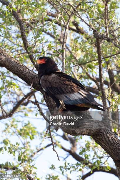 bateleur (terathopius ecaudatus) eagle - bateleur eagle 個照片及圖片檔