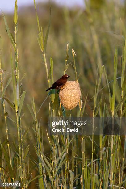 weaver bird building nest - david weaver stock pictures, royalty-free photos & images