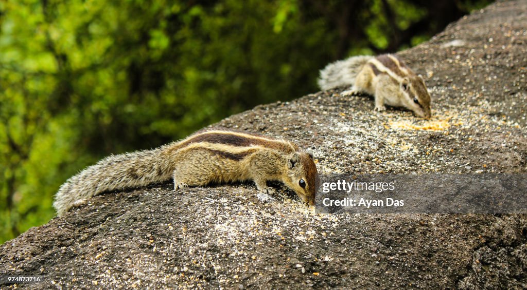 The Indian Palm squirrel