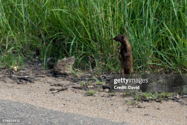 dwarf mongoose - dwarf mongoose stock pictures, royalty-free photos & images