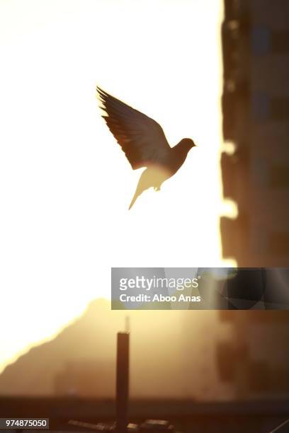 dove of peace - peace dove stock pictures, royalty-free photos & images