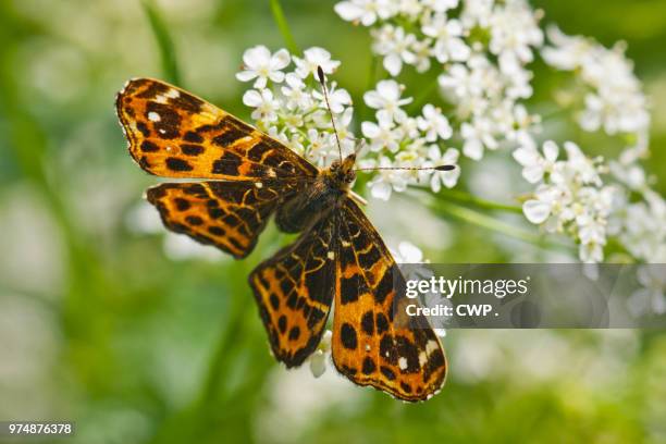 vlinder - vlinder fotografías e imágenes de stock