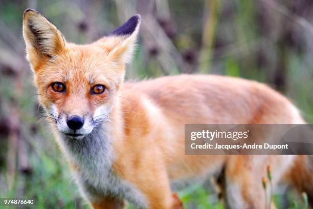 curious fox - andre fox imagens e fotografias de stock