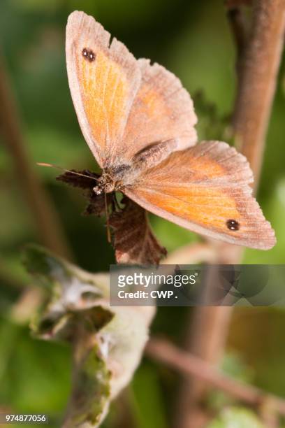 vlinder - vlinder fotografías e imágenes de stock