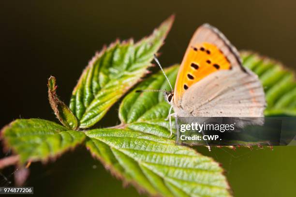 vlinder - vlinder fotografías e imágenes de stock