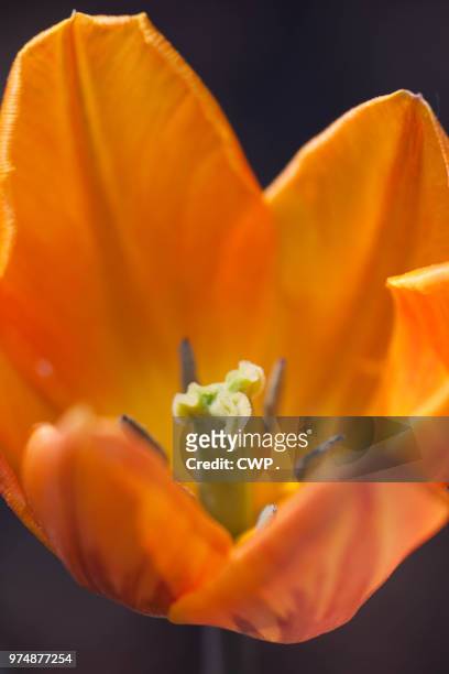 bloem - bloem plant stock pictures, royalty-free photos & images