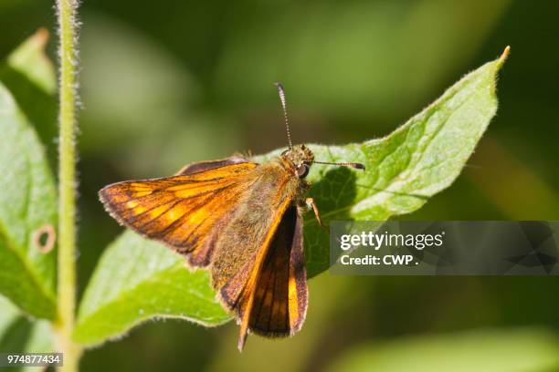 vlinder - vlinder fotografías e imágenes de stock