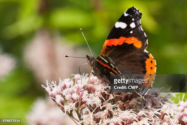 vlinder - mariposa numerada fotografías e imágenes de stock