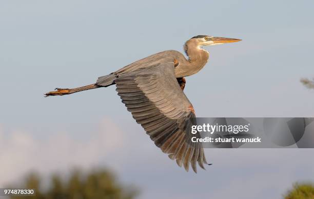 flying blue heron - great blue heron stock-fotos und bilder