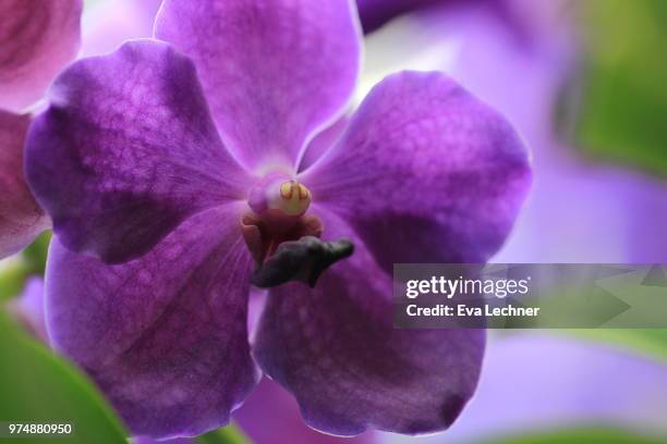 purple vanda - vandaceous stockfoto's en -beelden