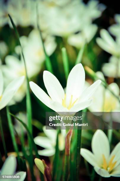 lone bloomer - years since birth of amelia bloomer stockfoto's en -beelden