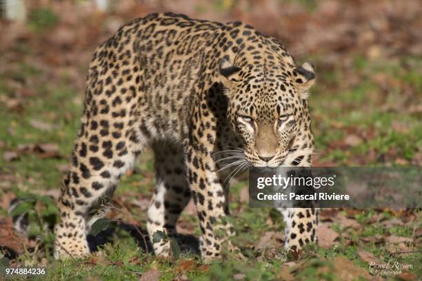 persian leopard (panthera pardus saxicolor) - persian leopard stock pictures, royalty-free photos & images