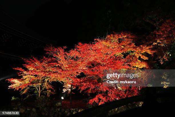 light up momiji in chion-in - chion in stockfoto's en -beelden