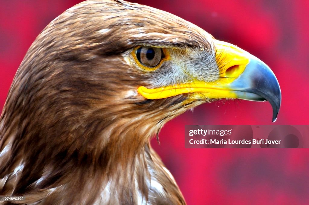 The Eagle
