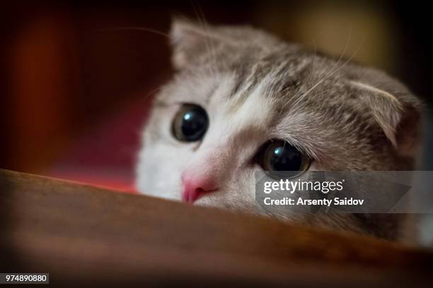 sweety kitty - sweety stockfoto's en -beelden