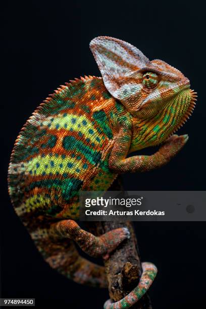 a brightly patterned yemen chameleon. - yemen chameleon stock pictures, royalty-free photos & images