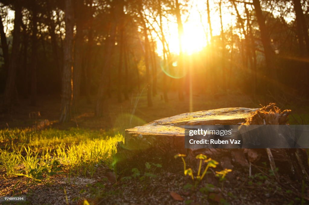 Forest on sunny day