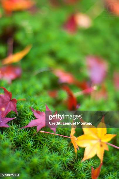 autumn leafs, yoshikien garden, nara, japan - norway maple stockfoto's en -beelden