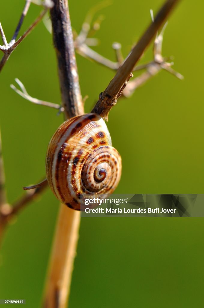 The snail