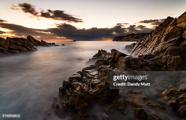 cala cipolla - cipolla stock pictures, royalty-free photos & images