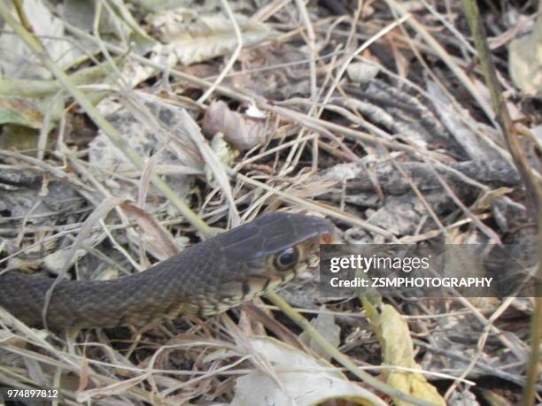 Rat Snake High-Res Stock Photo