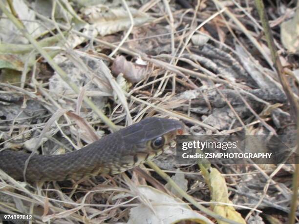 rat snake - rat snake stock pictures, royalty-free photos & images