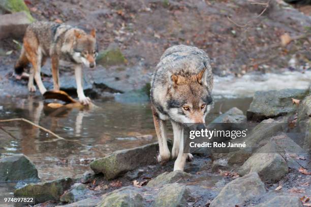 two eurasian wolfs (canis lupus lupus) walking across river - canis lupus lupus stock pictures, royalty-free photos & images