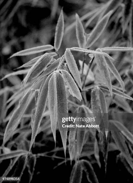 frosty bamboo foliage fargesia rufa black and white - black bamboo stock pictures, royalty-free photos & images