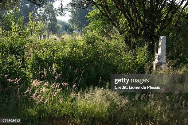 bushveld morning - bosveld van zuidelijk afrika stockfoto's en -beelden